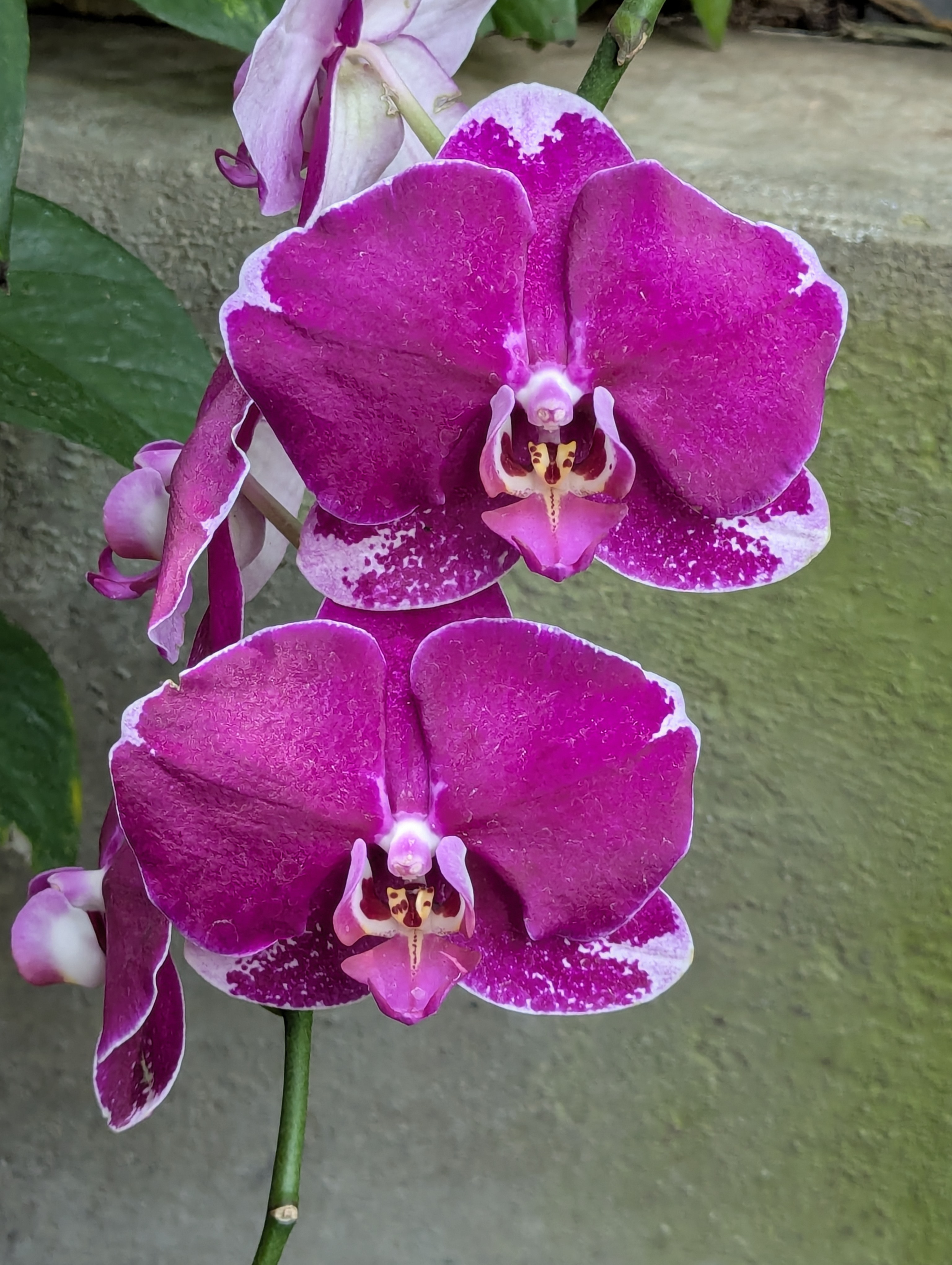 Birthday Trip to Canada, Edmonton, Pyramids, Muttart Observatory